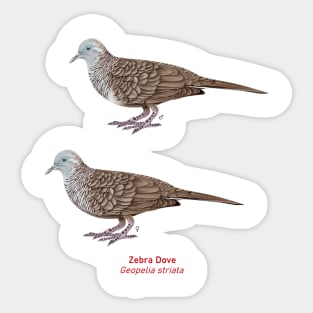 Zebra Dove | Geopelia striata ⚥ Sticker